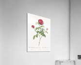Agatha rose in bloom Acrylic Print