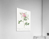 Anemone flowered sweetbriar rose Acrylic Print