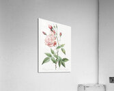 Anemone flowered sweetbriar rose Acrylic Print