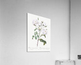Vintage white rose Acrylic Print