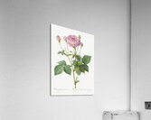 Pink french roses Acrylic Print