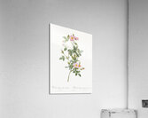 Speckled provins rose Acrylic Print