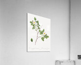 Vintage Rose of Dematra Acrylic Print