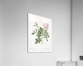Small damask rose Acrylic Print