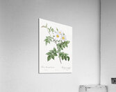 Blooming white rosebush Acrylic Print