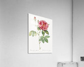 Vintage rosa gallica rose Acrylic Print