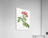 Vintage rosa gallica rose Acrylic Print