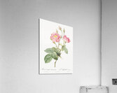 Vintage pink rose Acrylic Print