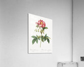 Pink provins rose Acrylic Print