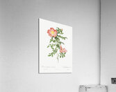 Pink provins rose Acrylic Print