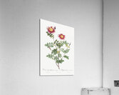 Vintage burnet rose Acrylic Print