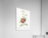 Vintage alpine rose Acrylic Print