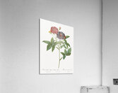 Van eeden rose Acrylic Print