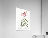 Blooming pink roses Acrylic Print