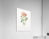 Blooming pink roses Acrylic Print