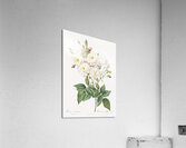 Flowering rosebush Acrylic Print