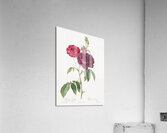 Blooming purple roses Acrylic Print