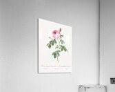 Provence rose in bloom Acrylic Print