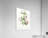 Pink baby roses Acrylic Print
