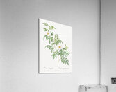 White rose shrub Acrylic Print