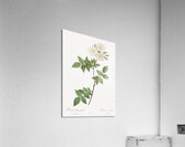 White rosa collina rose Acrylic Print