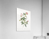 Pink french roses Acrylic Print