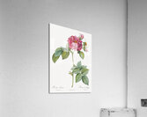 Pink french roses Acrylic Print