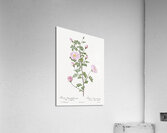 Pink scotch briar rose Acrylic Print