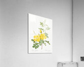 Yellow sweetbriar roses Acrylic Print
