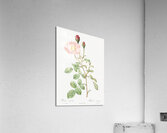 Vintage Musk rose Acrylic Print