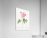 Pink Agatha rose Acrylic Print