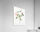 Pink Austrian copper rose Impression acrylique