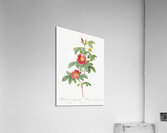 Blooming single may rose Acrylic Print