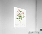 Blooming pink rosebush Acrylic Print