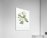 Vintage malmedy rose Acrylic Print