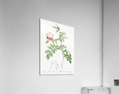 Pink alpine rose Acrylic Print