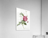 Red bengal rose Acrylic Print