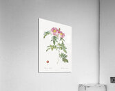 Rosa lucida rose Acrylic Print