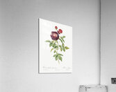 One hundred leaved rose Acrylic Print