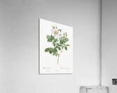 Blooming white roses Acrylic Print