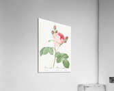 Vintage Provence rose Acrylic Print