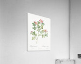 Vintage Provence rose Acrylic Print