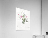 Vintage dwarf rosebush rose Acrylic Print