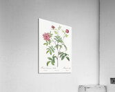 Vintage cinnamon rose Acrylic Print