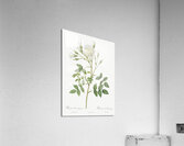 Vintage thornless Burnet rose Acrylic Print