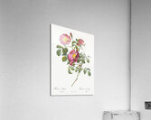 Rose of love in bloom Acrylic Print
