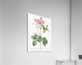 Vintage pink rosebush Acrylic Print