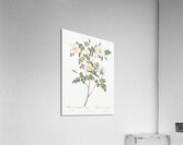 Vintage pink rosebush Acrylic Print