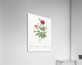 Burgundy cabbage rose in bloom Acrylic Print