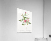 Burgundy cabbage rose in bloom Acrylic Print